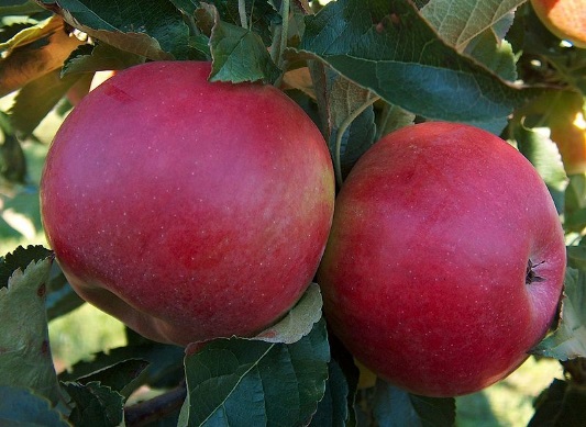 Kiku 8 Apfel